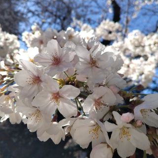 桜…２０２３ver.（お花見🌸）
